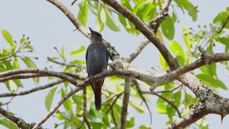 A-migratory-male-Blue-Rock-Thrush-Monticola-solitarius-is-perched-on-a-tree-as-it-looks-from-side-to-side