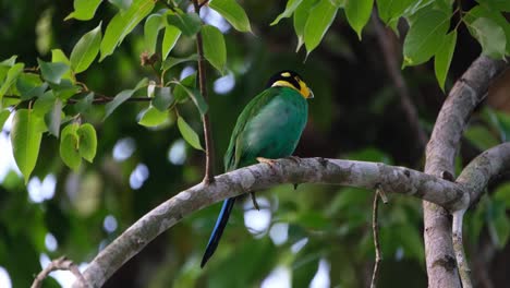 Flicking-its-tail-as-it-looks-around-its-surroundings,-a-Long-tailed-Broadbill-Psarisomus-dalhousiae-is-perching-on-a-tree-inside-a-forest-in-Thailand