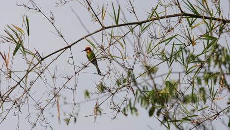 Habitataufnahme-Eines-Kastanienköpfigen-Bienenfressers-Merops-Leschenaulti,-Der-Auf-Einem-Kleinen-Bambuszweig-In-Thailand-Thront