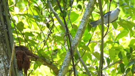 Blue-gray-Tanager--in-a-jungle-tree-branch