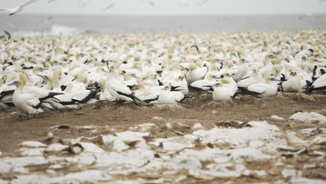 A-nesting-colony-of-thousands-of-Cape-Gannet-sea-birds-on-their-guano-built-nest-mounds