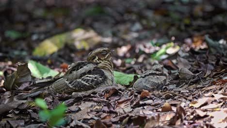 Chotacabras-De-Cola-Grande,-Madre-Y-Polluelo-Durmiendo-En-El-Suelo-En-El-Jardín-Botánico-De-Singapur