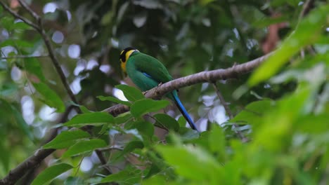 Flicking-its-tail-and-then-hopping-to-the-left-side-of-the-frame,-a-Long-tailed-Broadbill-Psarisomus-dalhousiae-then-shook-its-head-while-on-top-a-tree-inside-a-national-park-in-Thailand