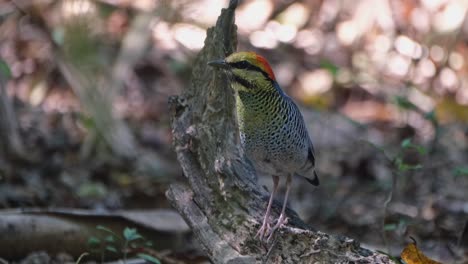 Slowly-zooming-out-of-a-Blue-Pitta-Hydrornis-cyaneus-standing-on-a-dry-branch-in-a-jungle-undergrowth-in-a-national-park-in-Thailand