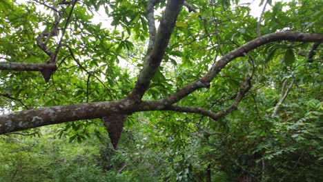 Dosel-Denso-Bosque-En-Santa-Marta,-Colombia-Con-Nidos-De-Termitas-En-Las-Ramas-De-Los-árboles