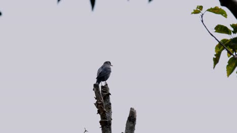 View-of-the-backside-of-a-male-Blue-Rock-Thrush-Monticola-solitarius-standing-on-a-bare-broken-branch-of-a-tree-in-a-forest-in-Thailand