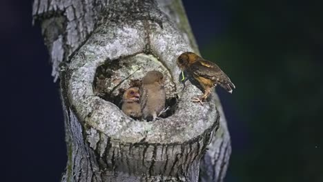 Sunda-Scops-Owl-Chicks-In-Their-Nest