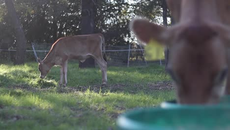 Two-calfs-grazing-in-a-sunlit-pasture-with-one-in-the-foreground-out-of-focus