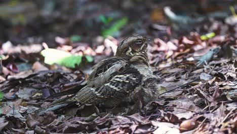 Ziegenmelker-Mit-Küken-Im-Wald---Nahaufnahme