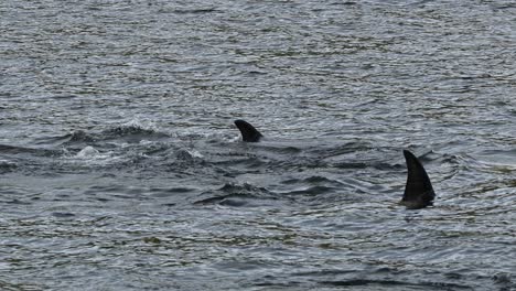 Zeitlupenaufnahmen-Von-Orca-Killerwalen,-Die-Gemeinsam-Im-Meer-Planschen-Und-Tauchen