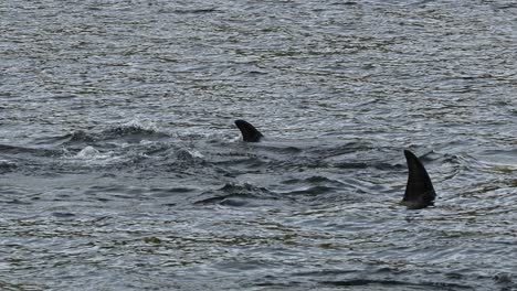 Imágenes-En-Cámara-Lenta-De-Orcas-Orcas-Chapoteando-Y-Buceando-Juntas-En-El-Mar