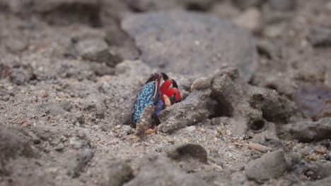 Blue-Fiddler-Mangrove-crab-rises-from-burrow-and-then-quickly-hides,-macro-shot