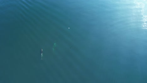 Eine-Drohne-Fliegt-über-Orca-Killerwale,-Um-Sie-Zu-Filmen---Luftaufnahme-Von-Oben