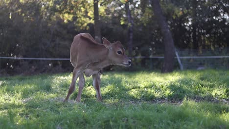 Young-calf-grazing-peacefully-on-a-lush-green-meadow-with-trees-in-soft-focus-background