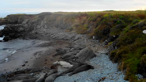 Elephant-Seals-resting-and-sleeping-in-cove-rookery-at-sunset-in-San-Simeon,-Central-California-Coast-near-Cambria,-Hearst-Castle,-Big-Sur,-Highway-1,-4k-drone-flyover-Pro-Res-422-HQ