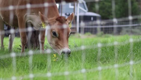 Brown-cow-grazing-in-a-lush-green-field,-close-up-shot-through-a-fence,-creating-a-tranquil-rural-scene