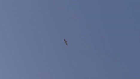 Alone-bird-single-flying-animal-wildlife-in-air-blue-sky-minimal-wide-view-landscape-marine-seascape-ocean-sea-view-empty-sky-travel-tourism-natural-attraction-in-Saudi-arabia-iran-nature