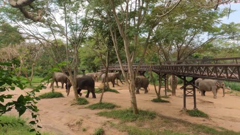 Elefanten-Laufen-Frei-Im-Koh-Samui-Elephant-Sanctuary,-Thailand