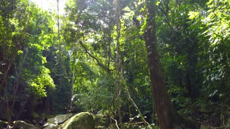 Serene-Forest-Stream-with-Boulders-in-jungle,-Santa-Marta,-Colombia