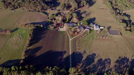 Establishing-aerial-boutique-vineyard-in-autumn-colours,-Australia