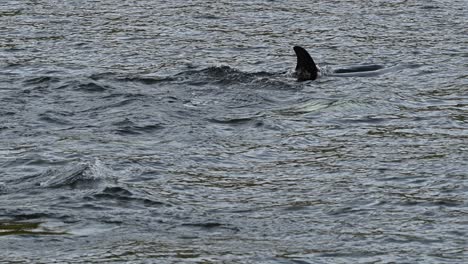Orca-Killerwale-In-Zeitlupe-Schwimmen-Im-Meer,-Tauchen,-Flossen-über-Wasser-Und-Schwanzspritzer