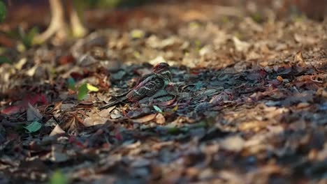 Madre-Y-Polluelo-De-Pájaro-Chotacabras-De-Cola-Grande-En-El-Jardín-Botánico-De-Singapur