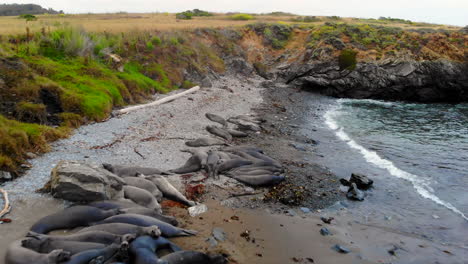 Elephant-Seals-resting-in-San-Simeon,-Hearst-Castle,-Highway-1,-Big-Sur,-Cambria,-Central-California-cove-on-rocky-beach-rookery,-drone-flyover,-4k-Pro-Res-422-HQ