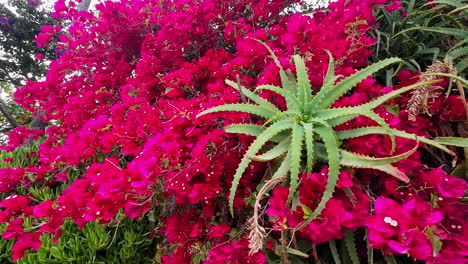 Arbusto-De-Flores-Moradas,-Buganvilla-Glabra-Paperflower-En-Plena-Floración