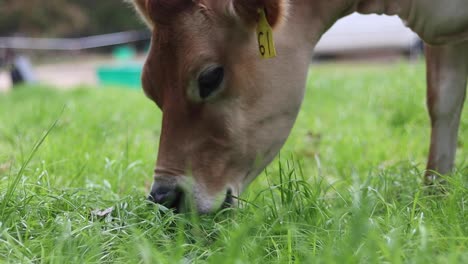 Nahaufnahme-Einer-Markierten-Kuh,-Die-Tagsüber-Auf-Frischem-Grünem-Gras-Auf-Einem-Feld-Grast