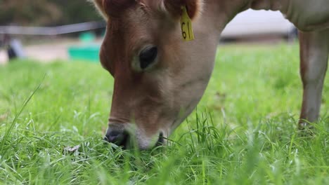 Close-up-of-a-tagged-cow-grazing-on-fresh-green-grass-in-a-field-during-daytime