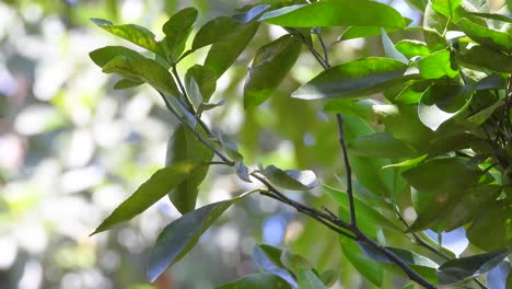 Scrub-Tanager-Perched-on-Branch-Among-Green-Leaves-and-Flies-away