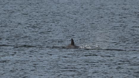 Orca-killer-whale-in-slow-motion-swimming,-showing-breathing-with-blowhole-releasing-air-into-the-air,-telezoom-capture