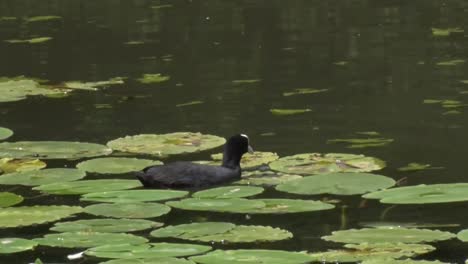 Blässhuhn,-Fulica-Atra,-Fütterung-Zwischen-Wasserpflanzen