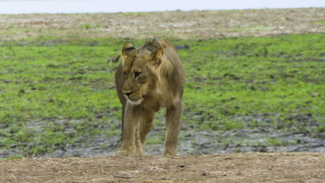 Male-lion-walks-uphill-towards-camera