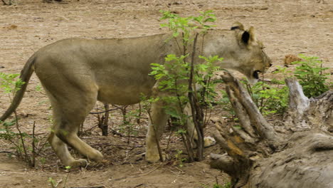 Lioness-approaches-and-lies-down-next-to-the-roots-of-an-old-tree