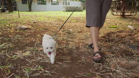 Toy-poodle-on-a-leash-walking-with-owner-in-a-sunny-park