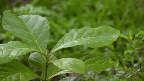 Teakbaum-Ist-Ein-Tropischer-Hartholzbaum-Plantage-Teakholz-Familie-Lamiaceae