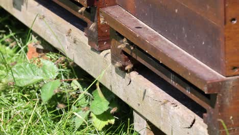 Swarms-of-bees-at-the-hive-entrance-in-a-heavily-populated-honey-bee,-in-Sauerlandpark-Hemer