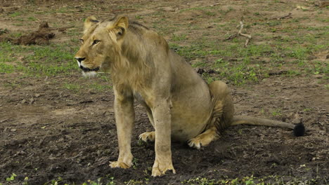 Male-lion-scanning-surroundings-after-drinking-from-a-pond