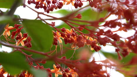 Close-up-of-pagoda-flower-in-the-garden,-Pagoda-flower-is-a-herbaceous-plant-,-red-flower-with-butterfly-,-Clerodendrum-paniculatum,-krishnakireedom