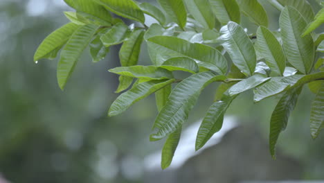 Guavenpflanzen,-Nach-Regen-Grünes-Blatt-Nahaufnahme-Mit-Wassertropfen