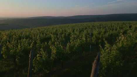 Viñedo-Al-Atardecer-Con-Exuberante-Vegetación-Y-Un-Cielo-Brumoso,-Creando-Un-Paisaje-Sereno