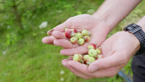 La-Mano-Sostiene-Y-Enrolla-Pequeñas-Manzanas-Podadas,-Presentándolas-A-La-Cámara-En-Un-Exuberante-Jardín.