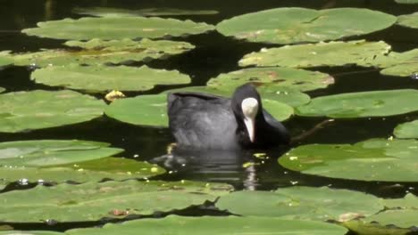 Blässhuhn,-Fulica-Atra,-Fütterung-Zwischen-Seerosen