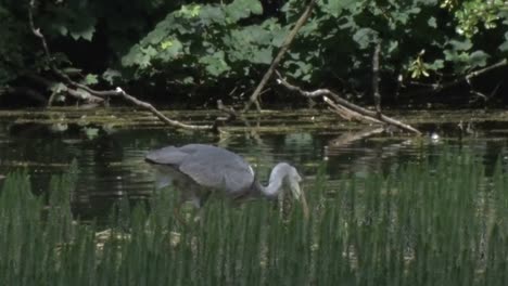 Ein-Graureiher,-Ardea-Cinerea,-Jagt-Am-Rande-Des-Sees