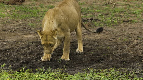 Lioness-approaches-a-pond-partly-overgrown-with-plants-and-starts-to-drink