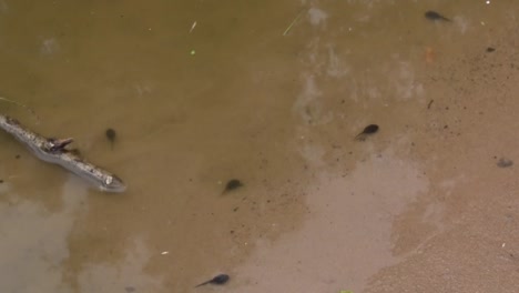 Common-Toad,-Bufo-bufo,-tadpoles-swimming-at-edge-of-pond