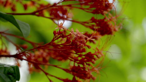 Close-up-of-pagoda-flower-in-the-garden,-Pagoda-flower-is-a-herbaceous-plant-,-red-flower-with-butterfly-,-Clerodendrum-paniculatum,-krishnakireedom