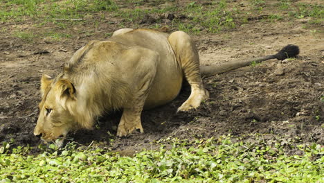 León-Macho-Sorbiendo-Agua-De-Un-Estanque-Parcialmente-Cubierto-De-Plantas.