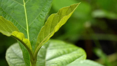 Teakbaum-Ist-Ein-Tropischer-Hartholzbaum-Plantage-Teakholz-Familie-Lamiaceae